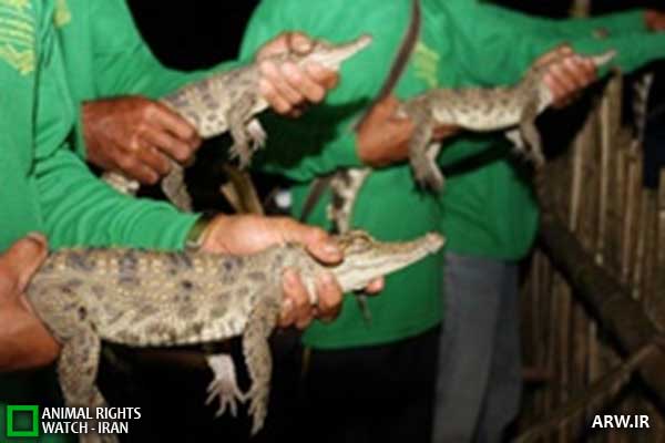 Animal-Rights-Watch--ARW-1-1327