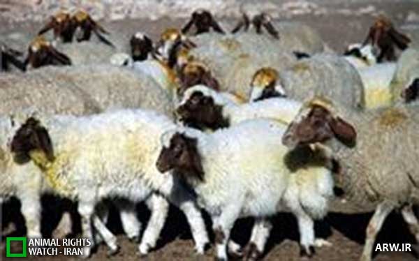 Animal-Rights-Watch--ARW-1-1330