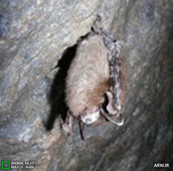 Animal-Rights-Watch--ARW-1-1333