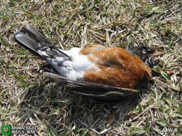 Animal-Rights-Watch--ARW-1-1334