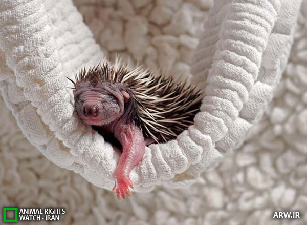 Animal-Rights-Watch--ARW-1-1336