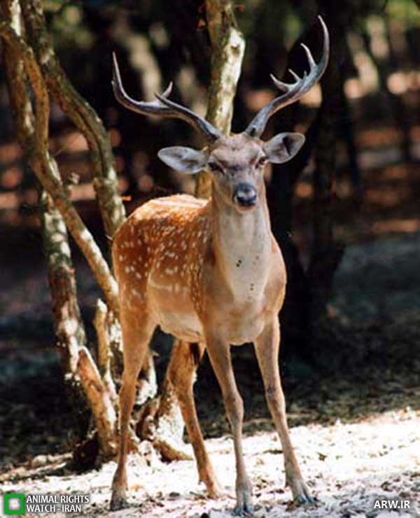 Animal-Rights-Watch--ARW-1-1339