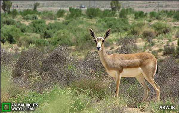 Animal-Rights-Watch--ARW-1-1342