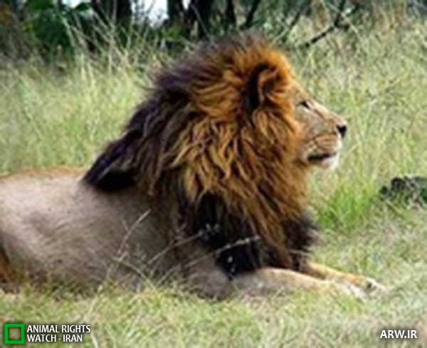 Animal-Rights-Watch--ARW-1-1348