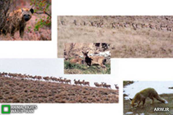 Animal-Rights-Watch--ARW-1-1351