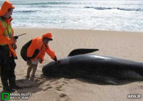Animal-Rights-Watch--ARW-1-1352