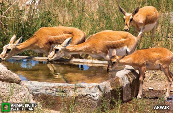 Animal-Rights-Watch--ARW-1-1353