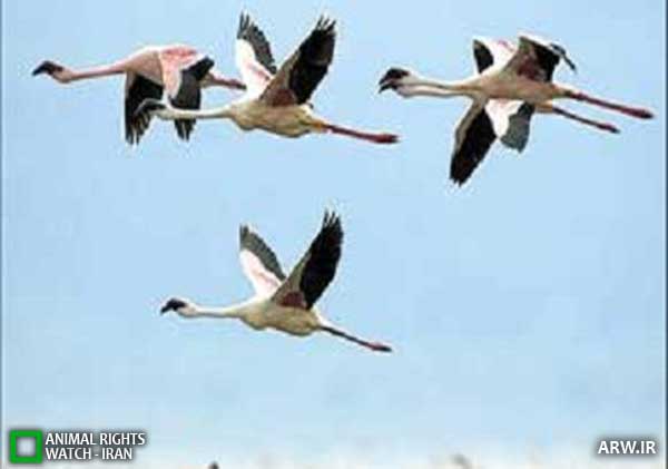 Animal-Rights-Watch--ARW-1-1354