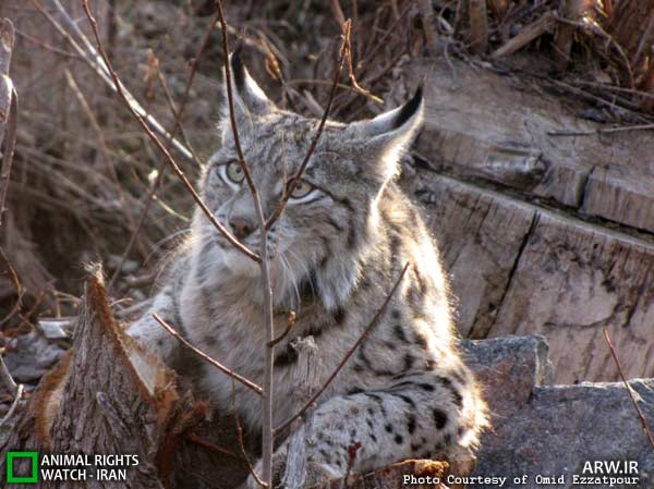 Animal-Rights-Watch-ARW-5649