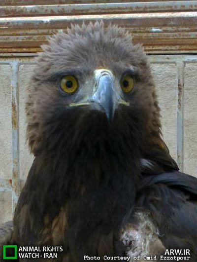 Animal-Rights-Watch-ARW-5650