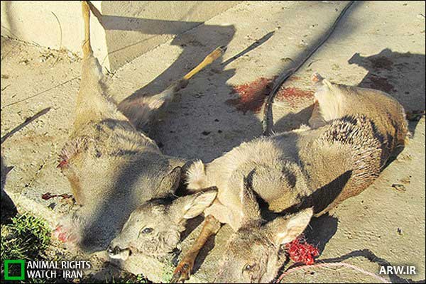 Animal-rights-watch-ARW-280