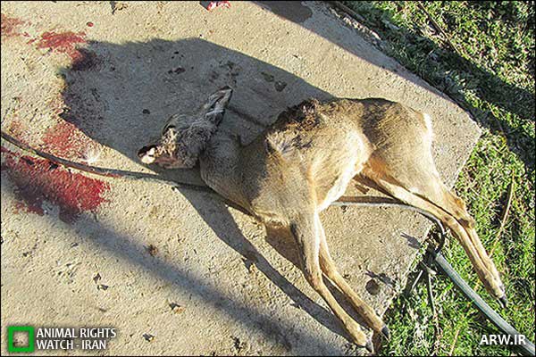Animal-rights-watch-ARW-282
