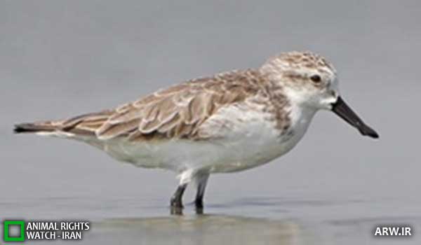 Animal-rights-watch-ARW-283