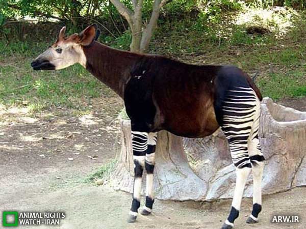 Animal-rights-watch-ARW-284