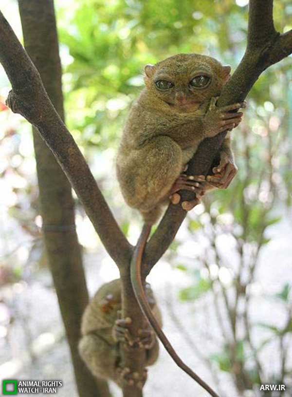Animal-rights-watch-ARW-285