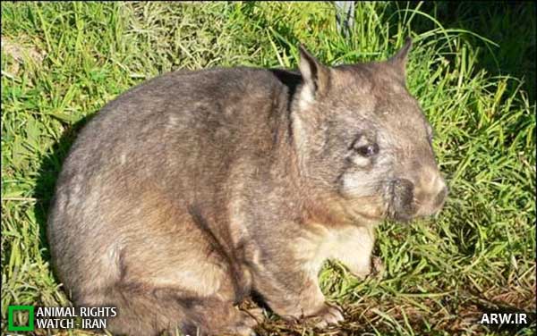 Animal-rights-watch-ARW-286