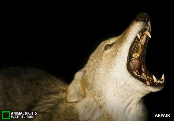 Animal-rights-watch-ARW-287