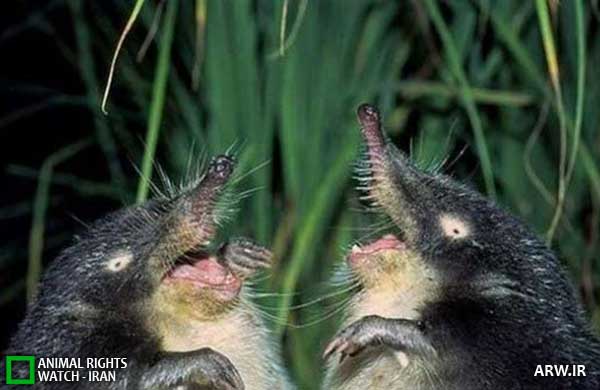 Animal-rights-watch-ARW-288