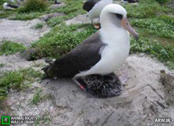 Animal-rights-watch-ARW-289