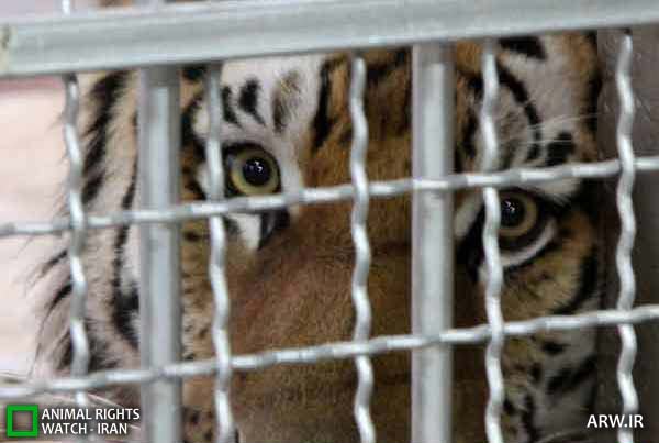 Animal-Rights-Watch-ARW-2883
