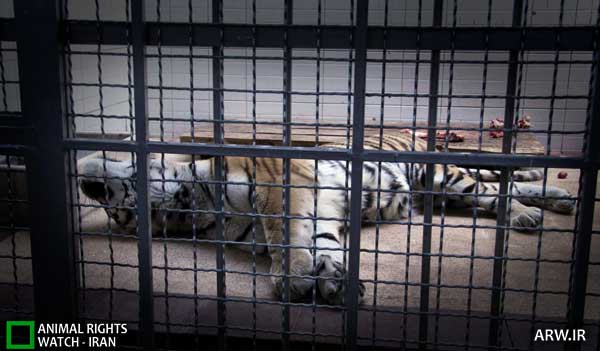 Animal-Rights-Watch-ARW-3289