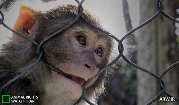 Animal-Rights-Watch-ARW-4030