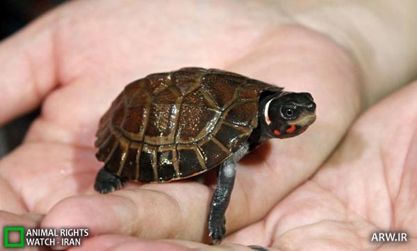 Animal-Rights-Watch-ARW-4507