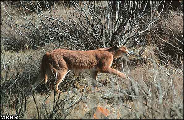 Animal-Rights-Watch-ARW-5368