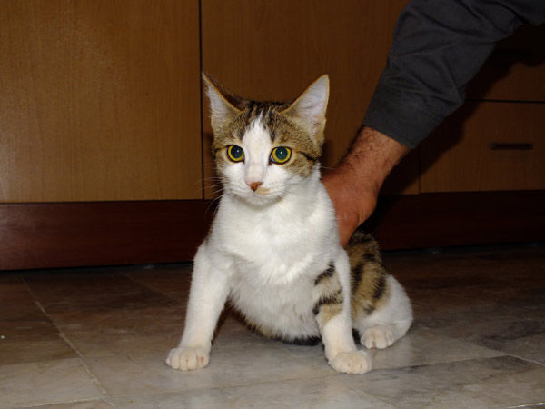 Animal-Rights-Watch-ARW-5657