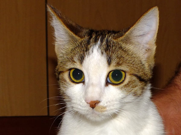 Animal-Rights-Watch-ARW-5658