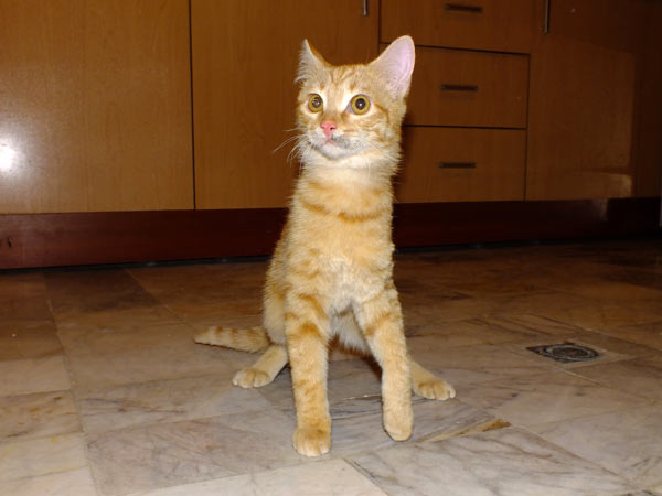 Animal-Rights-Watch-ARW-5659