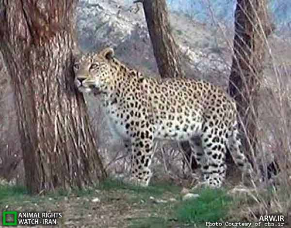 Animal-Rights-Watch-ARW-5668