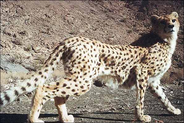 http://arw.ir/wp-content/uploads/2013/03/Animal-Rights-Watch-ARW-5674.jpg