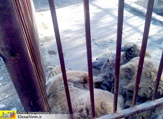 Animal-Rights-Watch-ARW-5696