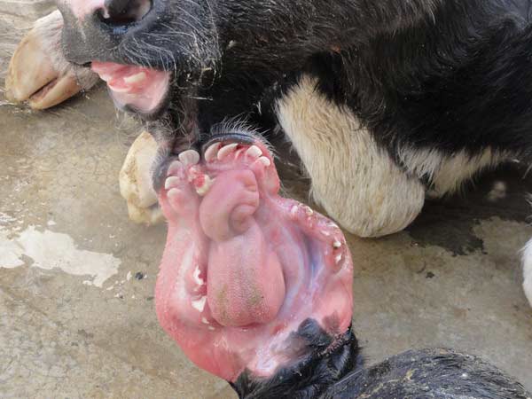 Animal-Rights-Watch-ARW-5698