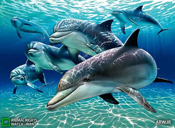 Animal-Rights-Watch-ARW-5699