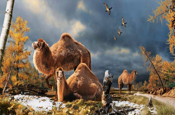 Animal-Rights-Watch-ARW-5710