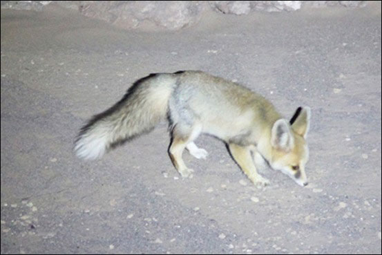 Animal-Rights-Watch-ARW-5719