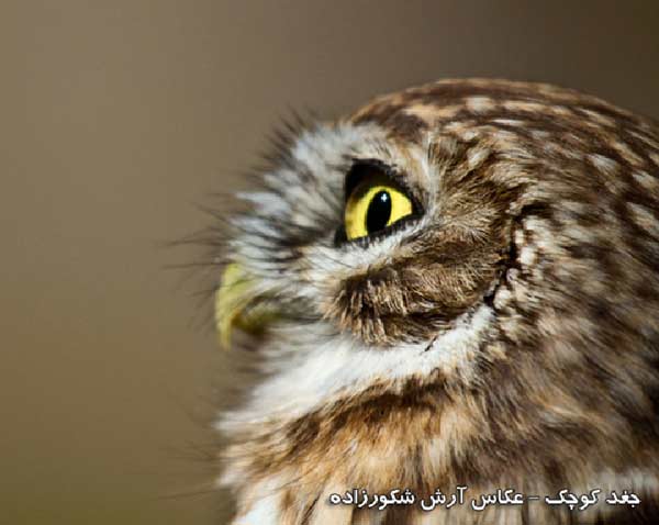 Animal-Rights-Watch-ARW-5723