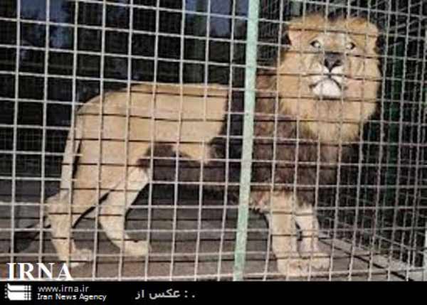 Animal-Rights-Watch-ARW-5734