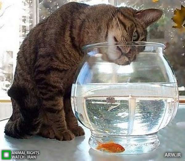 Animal-Rights-Watch-ARW-5737