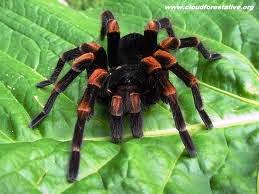 Animal-Rights-Watch-ARW-5739