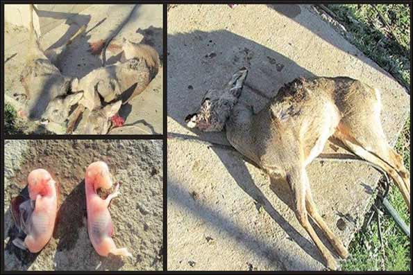 Animal-Rights-Watch-ARW-5690