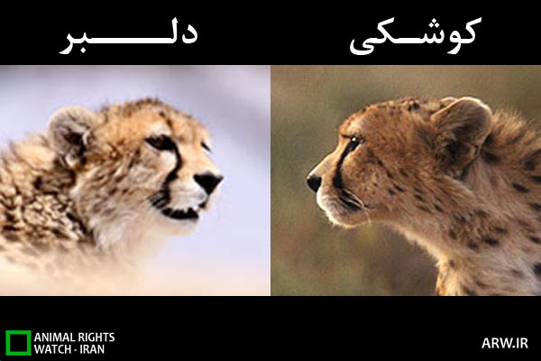 Animal-Rights-Watch-ARW-5694