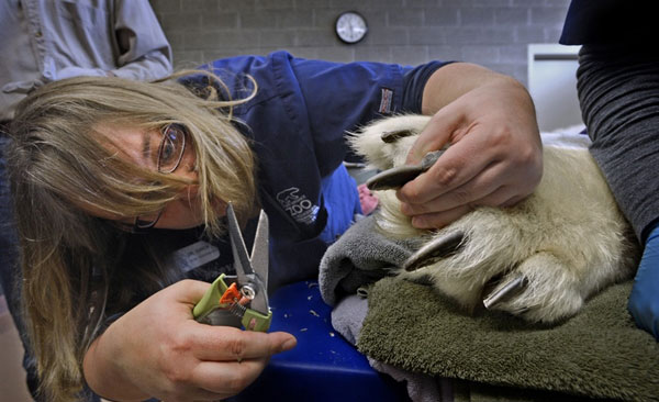 Animal-Rights-Watch-ARW-5751