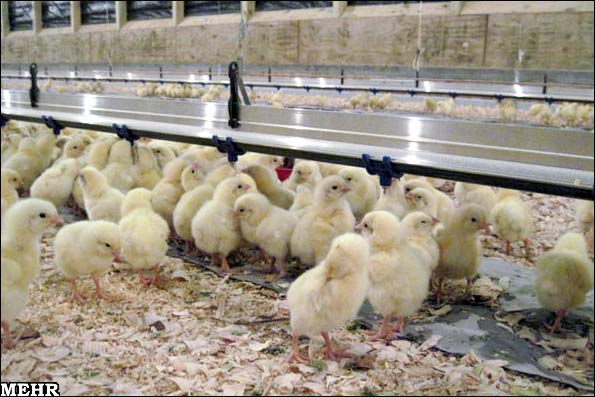 Animal-Rights-Watch-ARW-5753