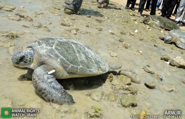 Animal-Rights-Watch-ARW-5756