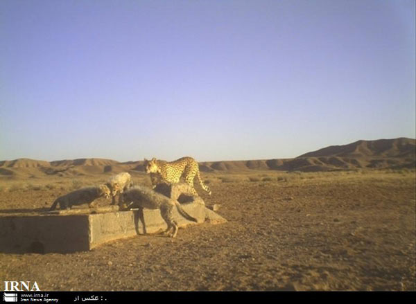 Animal-Rights-Watch-ARW-5759