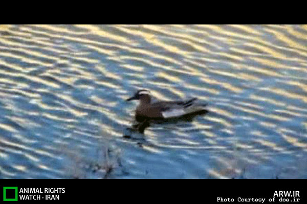 Animal-Rights-Watch-ARW-5768