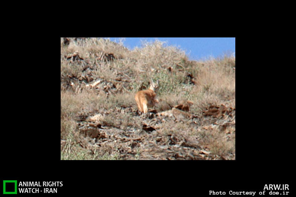 Animal-Rights-Watch-ARW-5769